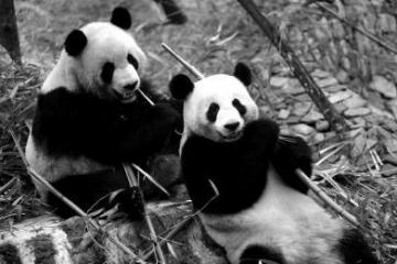 国家林业局：大熊猫仍是濒危物种降级保护尚早