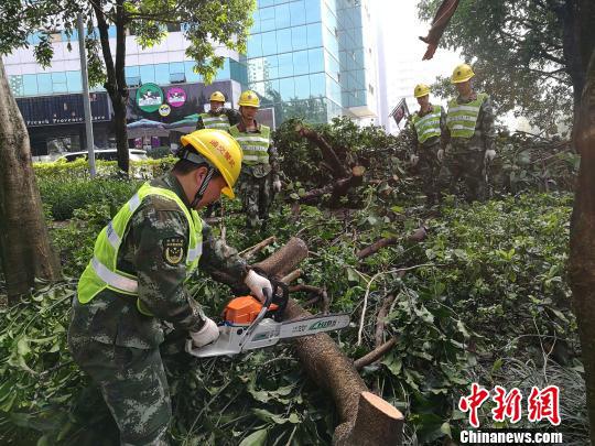 “莫兰蒂”致厦门园林绿化遭受重创