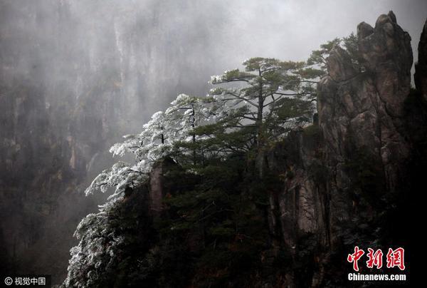 安徽黄山出当今冬首场雾凇景观