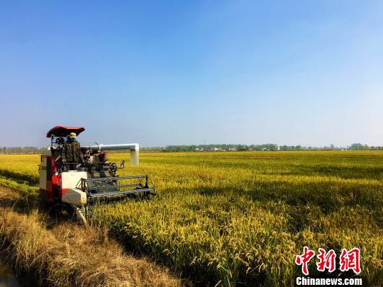 安徽怀远数十万亩糯稻正丰产糯米加工品远销海表里