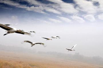 松弛有度，展翅高飞2017年的生肖