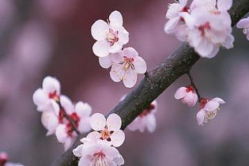 未来10年，桃花运特别旺的生肖人
